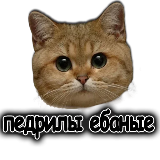😙 Стикер «Ушки Лапы Хвост» для Telegram