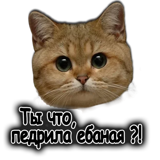 😉 Стикер «Ушки Лапы Хвост» для Telegram