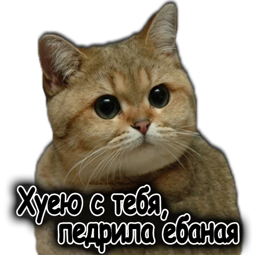 😚 Стикер «Ушки Лапы Хвост» для Telegram