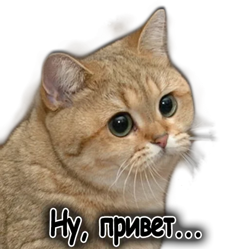 🤓 Стикер «Ушки Лапы Хвост» для Telegram