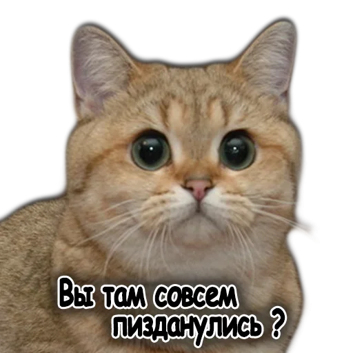 😙 Стикер «Ушки Лапы Хвост» для Telegram