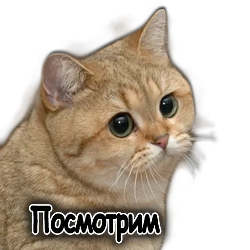 😉 Стикер «Ушки Лапы Хвост» для Telegram