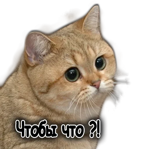 😋 Стикер «Ушки Лапы Хвост» для Telegram
