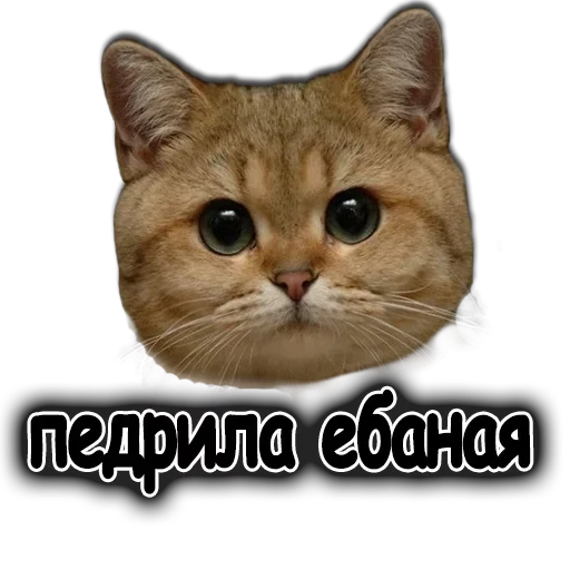 🤪 Стикер «Ушки Лапы Хвост» для Telegram
