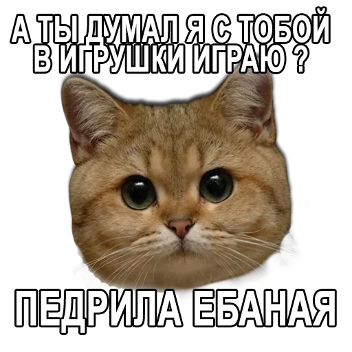 🤪 Стикер «Ушки Лапы Хвост» для Telegram