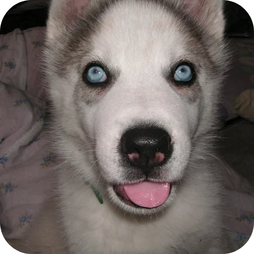 🐶 Стикер «Мемы Ezart_» для Telegram