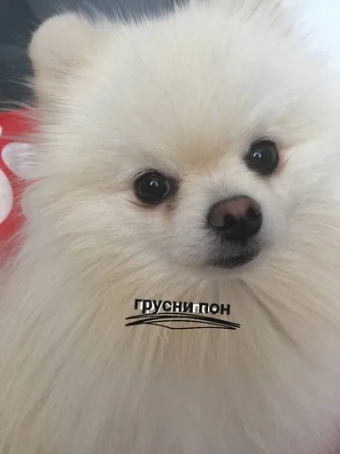 🍓 Стикер «зоррик муд» для Telegram