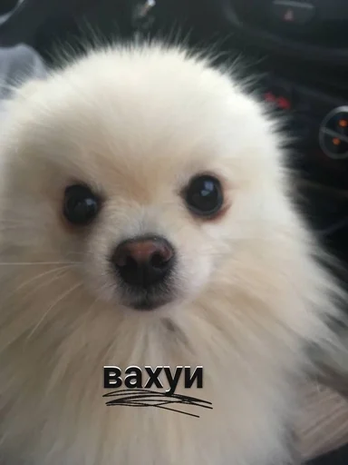 🍓 Стикер «зоррик муд» для Telegram