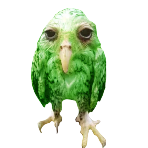 🦉 Стикер «Duolingo» для Telegram