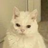 😤 Эмодзи «Утомленный кот» для Telegram