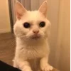 😰 Эмодзи «Утомленный кот» для Telegram
