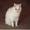 😤 Эмодзи «Утомленный кот» для Telegram