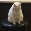 😈 Эмодзи «Утомленный кот» для Telegram