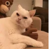 🧐 Эмодзи «Утомленный кот» для Telegram