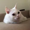 😒 Эмодзи «Утомленный кот» для Telegram