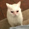 😒 Эмодзи «Утомленный кот» для Telegram