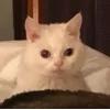 😐 Эмодзи «Утомленный кот» для Telegram