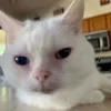 😐 Эмодзи «Утомленный кот» для Telegram