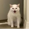 🤩 Эмодзи «Утомленный кот» для Telegram