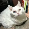 🙄 Эмодзи «Утомленный кот» для Telegram
