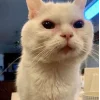 🤩 Эмодзи «Утомленный кот» для Telegram