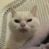 😡 Эмодзи «Утомленный кот» для Telegram