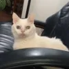 🤪 Эмодзи «Утомленный кот» для Telegram