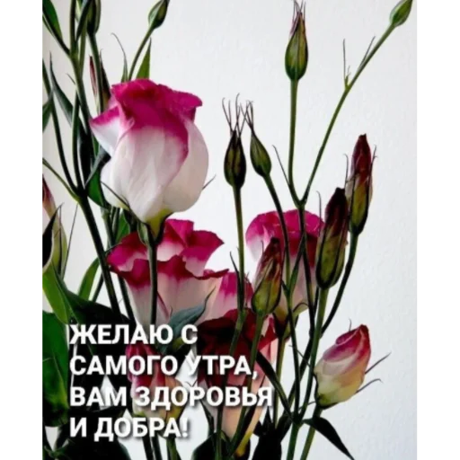 🌞 Стикер «Ватсап Доброе утро» для Telegram