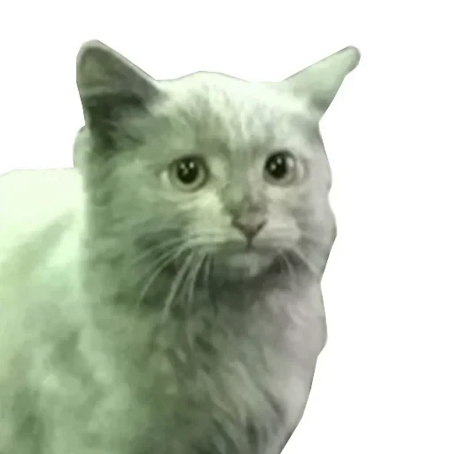 😾 Стикер «пиарим хлам» для Telegram