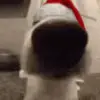 Стикер 51 New year #newyear #other #cute