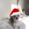 Стикер 48 New year #newyear #other #cute