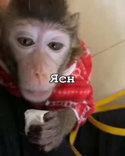 😜 Стикер «Мемные обезьяны» для Telegram