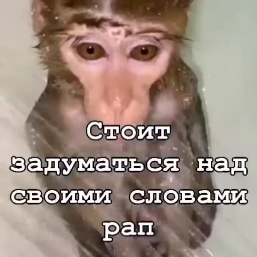 😔 Стикер «Мемные обезьяны» для Telegram