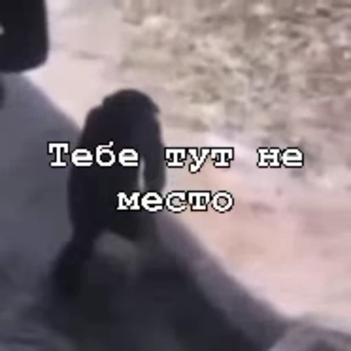 😏 Стикер «Мемные обезьяны» для Telegram