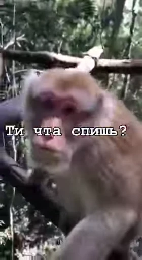 😔 Стикер «Мемные обезьяны» для Telegram