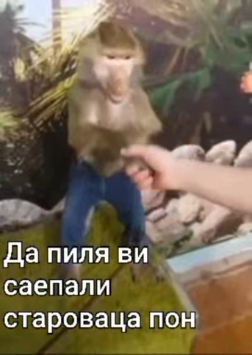 😏 Стикер «Мемные обезьяны» для Telegram