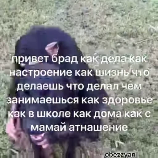 😁 Стикер «Мемные обезьяны» для Telegram