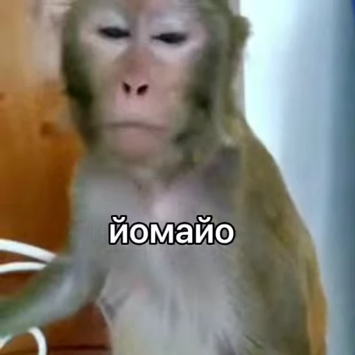 ❤️ Стикер «Мемные обезьяны» для Telegram