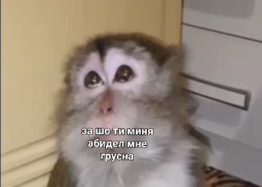 😘 Стикер «Мемные обезьяны» для Telegram