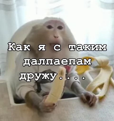 😎 Стикер «Мемные обезьяны» для Telegram