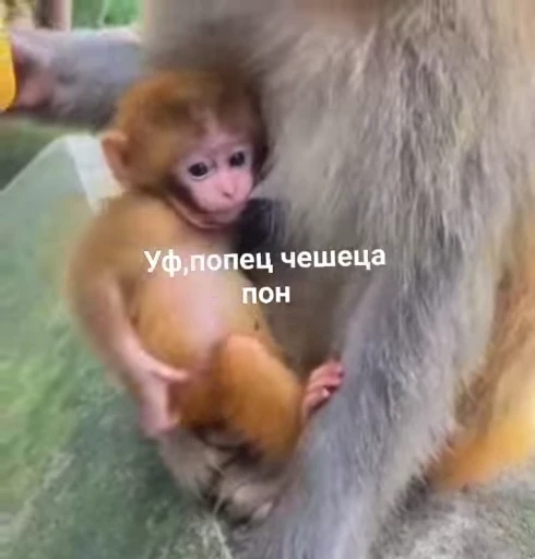 🙈 Стикер «Мемные обезьяны» для Telegram