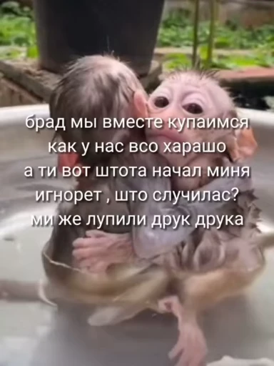 😍 Стикер «Мемные обезьяны» для Telegram