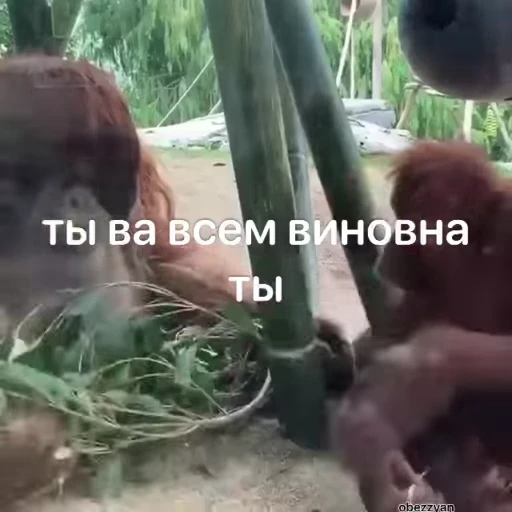 😍 Стикер «Мемные обезьяны» для Telegram