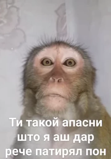 😜 Стикер «Мемные обезьяны» для Telegram