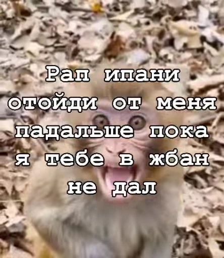 😎 Стикер «Мемные обезьяны» для Telegram