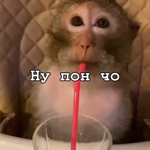 😁 Стикер «Мемные обезьяны» для Telegram