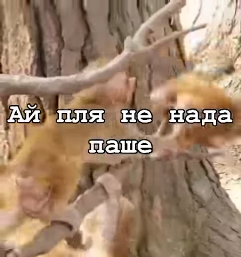 ☺️ Стикер «Мемные обезьяны» для Telegram