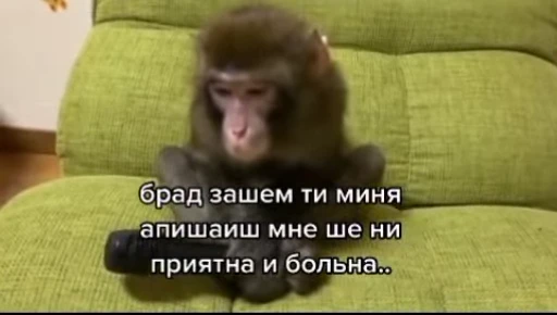 😱 Стикер «Мемные обезьяны» для Telegram