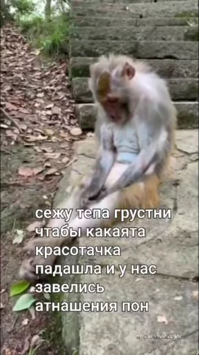 😒 Стикер «Мемные обезьяны» для Telegram