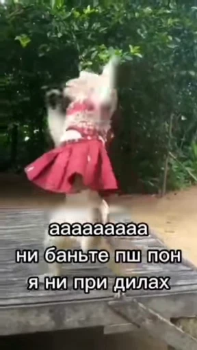 😜 Стикер «Мемные обезьяны» для Telegram
